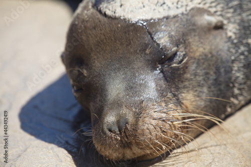 Closeup portrait of Galapagos Fur Seal (Arctocephalus galapagoensis) head Galapagos Islands, Ecuador