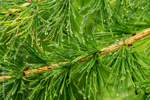 natural background of green larch needles covered with raindrops