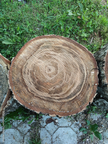 Wooden stump, horizontal saw cut of a tree, tree in a cut