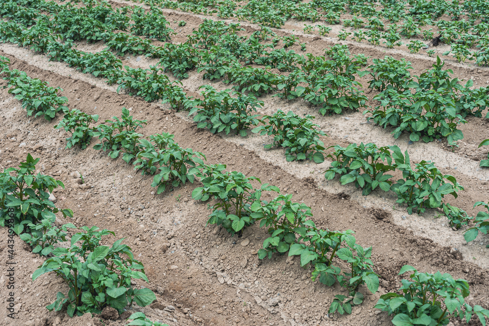 Potatoes Rows Potato rows. Image from the pilgrim route to Nidaros, on the parcel ...