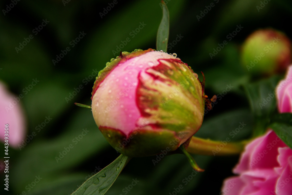 the pink flower of the garden peony is covered with water drops after the rain the pink flower of the garden peony is covered with water drops after the rain