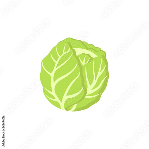 illustration vector graphic of green cabbage vegetable isolated. cabbage for farm market  vegetarian salad recipe design. Vector illustration in flat style