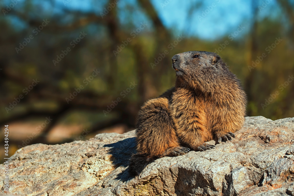 marmot in the mountains