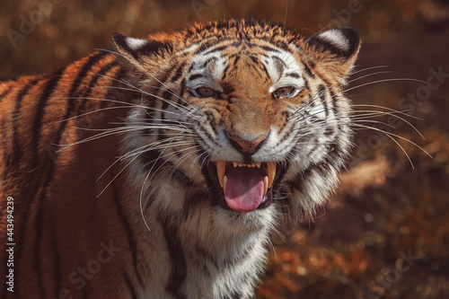 Fototapeta Naklejka Na Ścianę i Meble -  Portrait of a siberian tiger