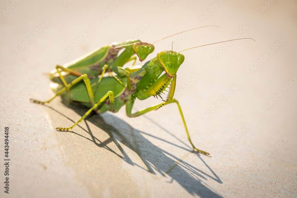 Mating of a pair of praying mantises. Close up of pair of European mantis or Praying mantis copulating in nature. Mating of a pair of praying mantises. Close up of pair of European mantis or Praying mantis copulating in nature.