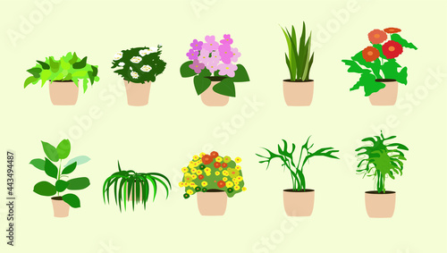 vecot houseplant illustration eps 10