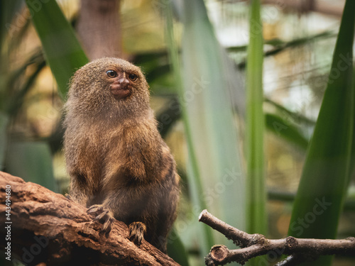 a pygmy marmoset sits on a branch and looks curiously to the side photo