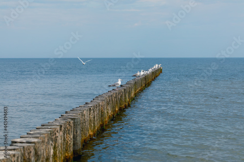 the Baltic Sea  wild gulls on the breakwater