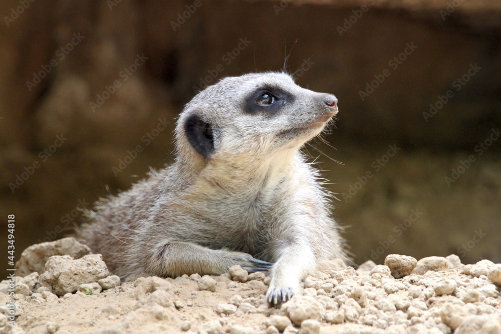 Fototapeta premium A mongoose. Carnivorous mammal. Herpestidae family