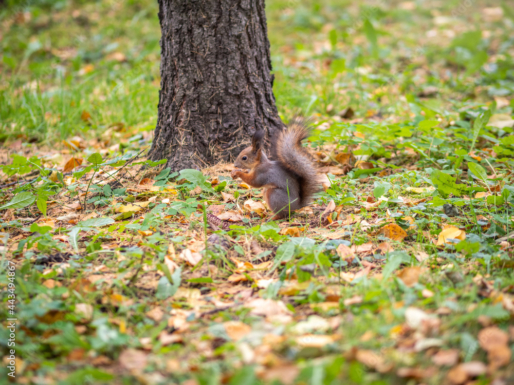 Autumn squirrel on green grass with fallen yellow leaves Autumn squirrel on green grass with fallen yellow leaves