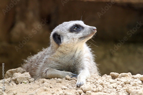 A mongoose. Carnivorous mammal. Herpestidae family © Dmitrii