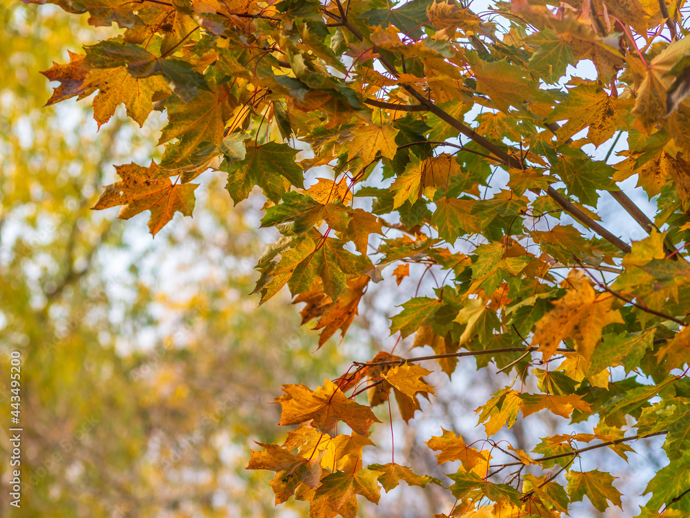 Maple branches with yellow leaves in autumn, in the light of sunset. Maple branches with yellow leaves in autumn, in the light of sunset.