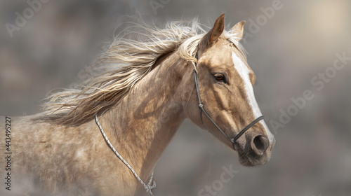 Beautiful horse with a flowing mane. Head portrait. Palomino American Quarter Horse on a blurry dusty background 