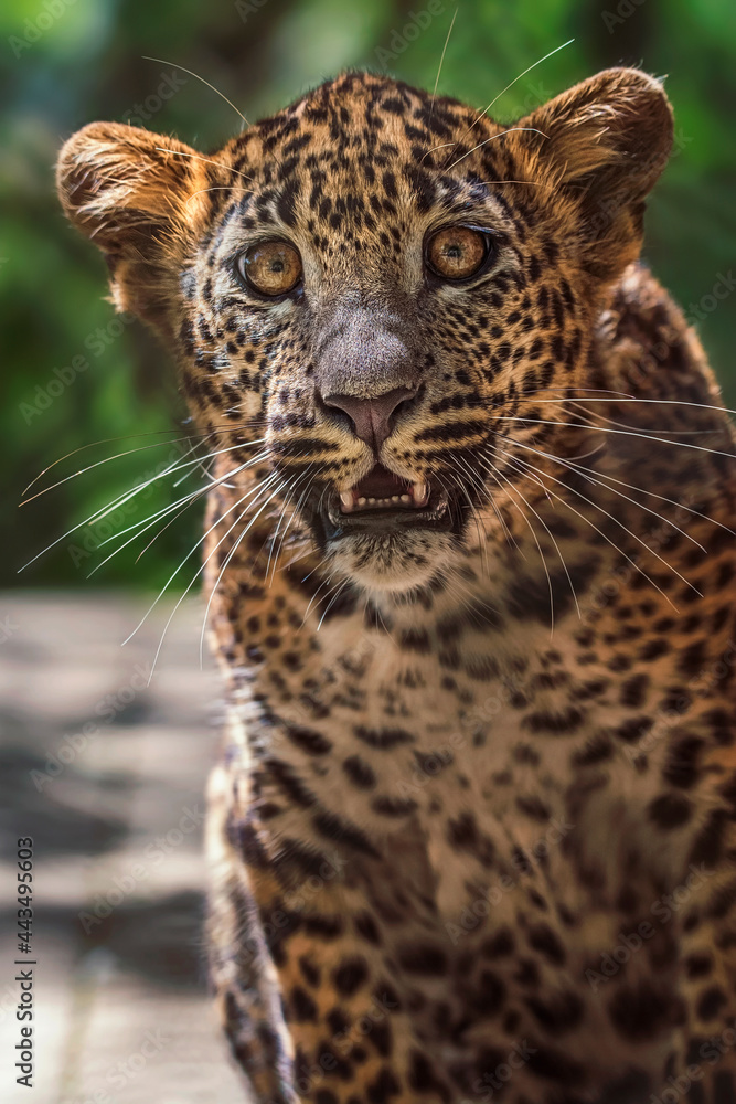 Fototapeta premium Ceylon leopar dportrait