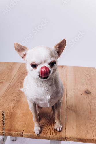 Funny portrait of a chihuahua. A dog is a friend of man.