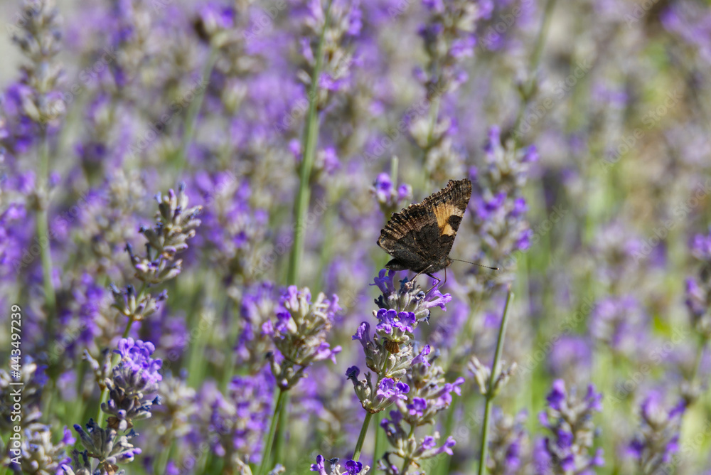 Small tortoiseshell butterfly (Aglais urticae) with closed wings perched on lavender plant in Zurich, Switzerland Small tortoiseshell butterfly (Aglais urticae) with closed wings perched on lavender plant in Zurich, Switzerland