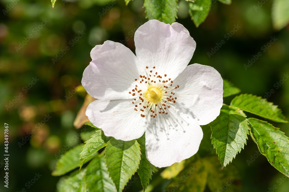 Close up of dog rose (rosa canina) flowers in bloom Close up of dog rose (rosa canina) flowers in bloom