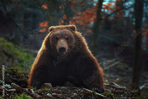 Kamchatka brown bear in forest