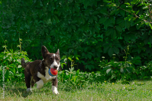 A corgi puppy runs on the grass. The dog is playing with a ball © Alexander