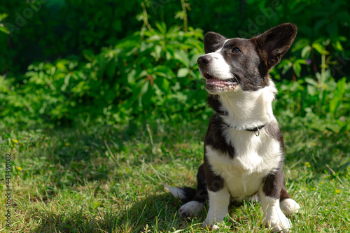 A small Corgi dog in the fresh air. Dog close-up