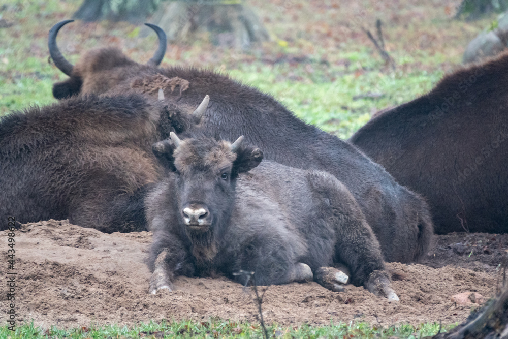 Baby bison on the reservation. Little bison with parents. Baby bison on the reservation. Little bison with parents.