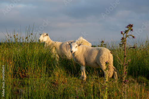 Welsh sheep mother and lamb