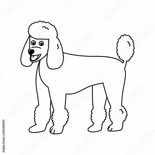 Poodle dog colouring page. Outline vector illustration on white background
