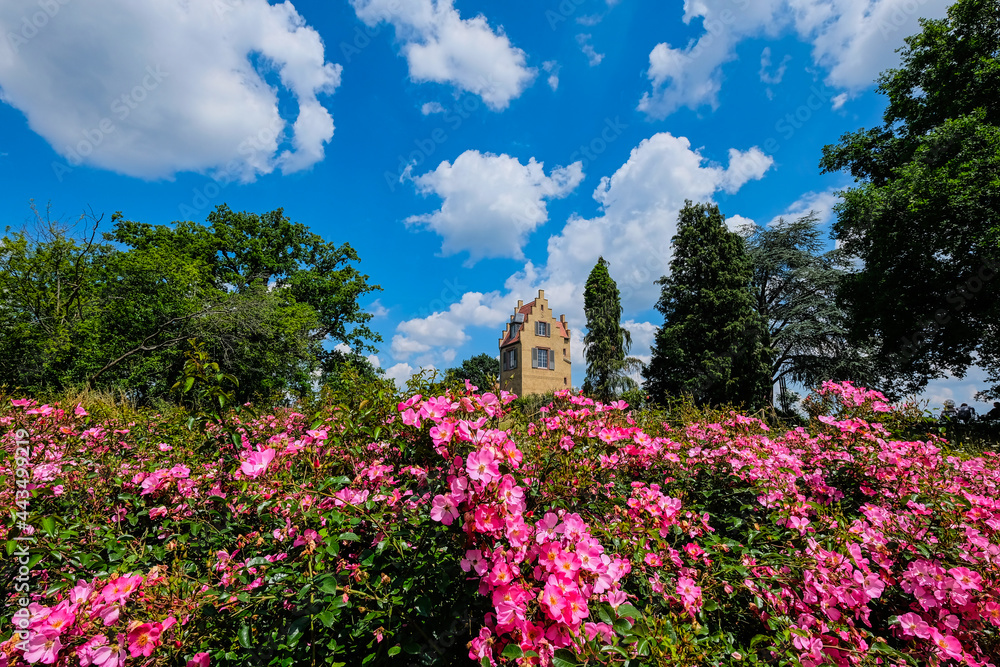 Spanish tower at Rosenhöhe Darmstadt surrounded by pink roses against summer sky