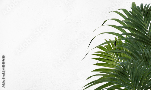 Kentia palm on white wall background. Fresh green tropical palm fronds or leaves © Casther