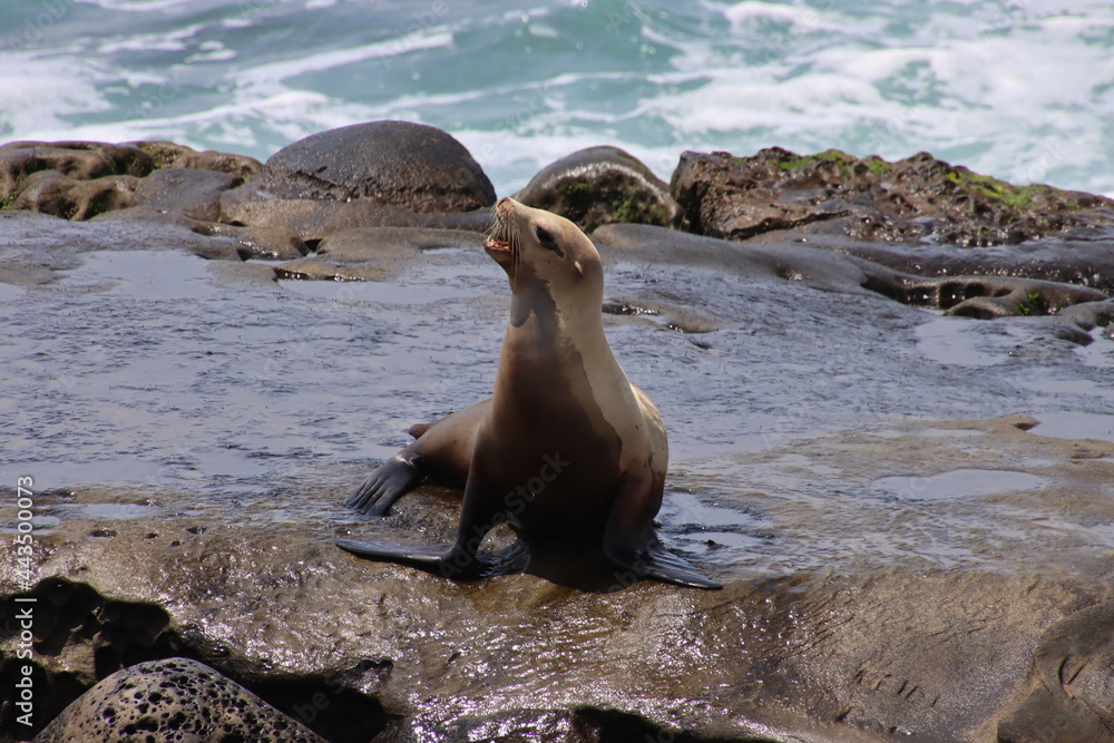 Fototapeta premium state sea lion