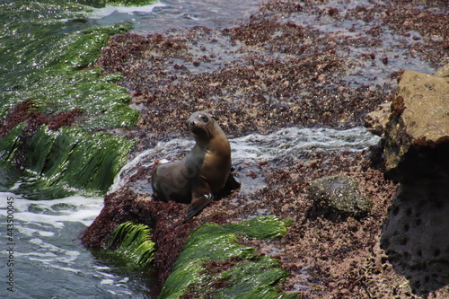 sea lion on rock
