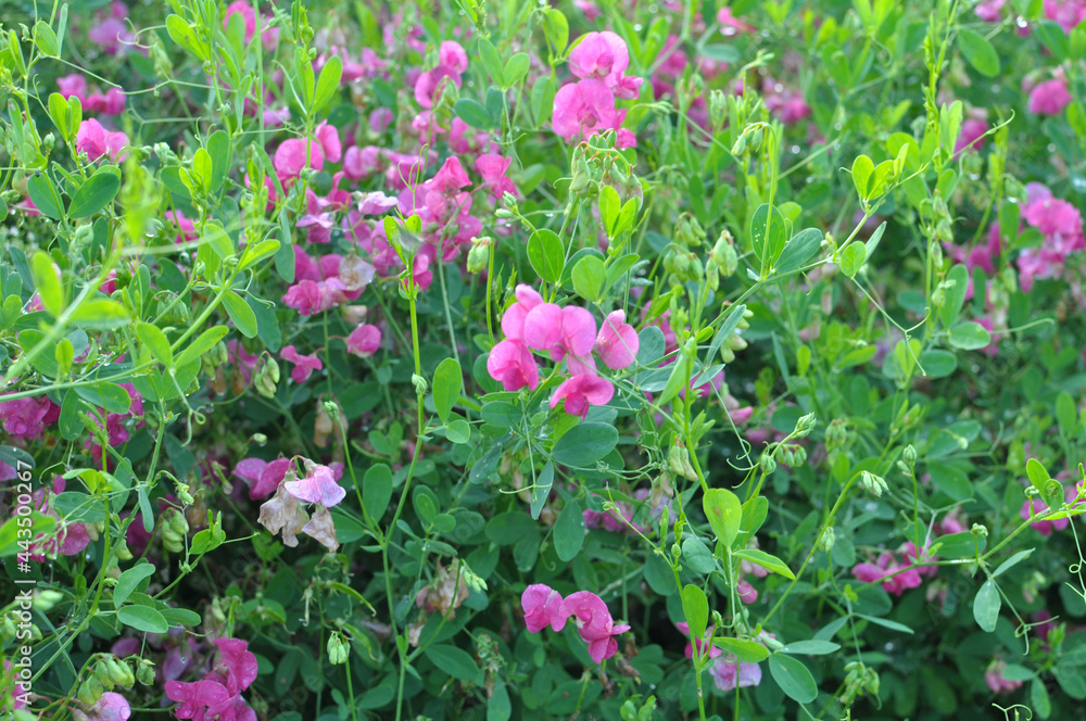 Lathyrus tuberosus grows in the field among the grasses in summer Lathyrus tuberosus grows in the field among the grasses in summer