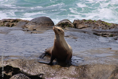 state sea lion