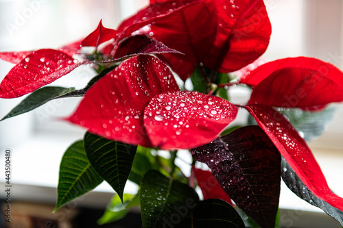 Christmas Poinsettia in ceramic pot