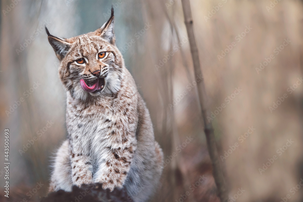 European lynx close up - obrazy, fototapety, plakaty 