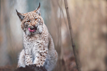 Sierkussen Lynx Europese lynx van dichtbij  © Sangur
