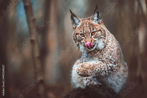 European lynx close up