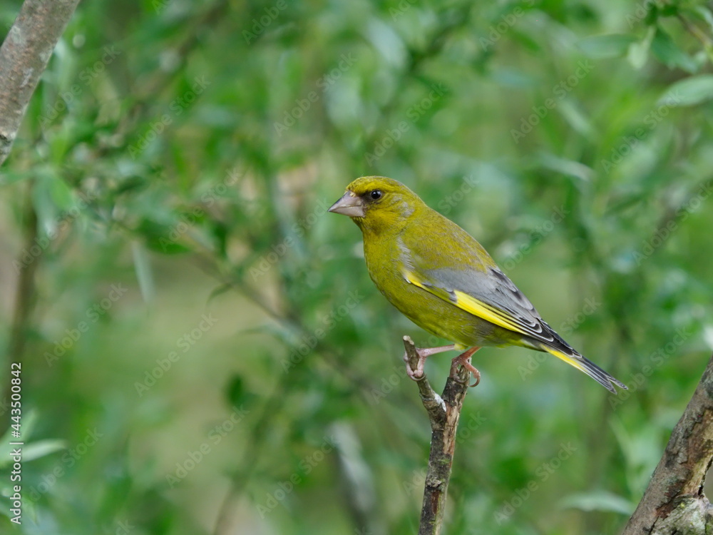 Green finch on a branch Green finch on a branch