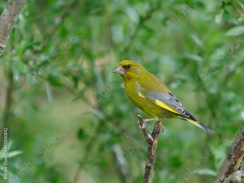 Green finch on a branch