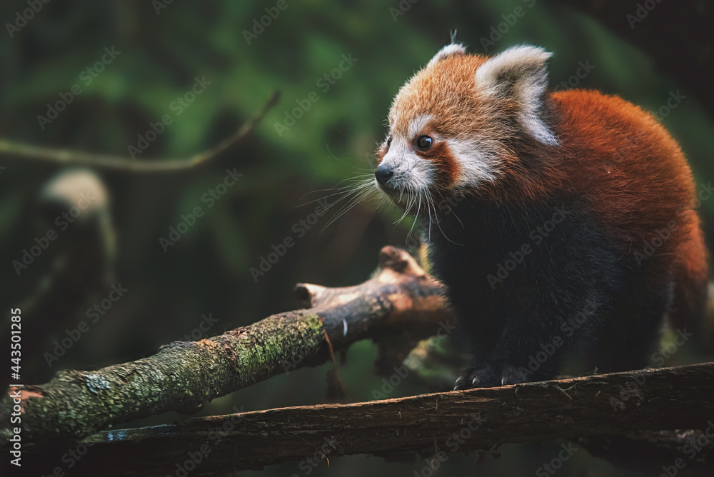 red panda in tree red panda in tree