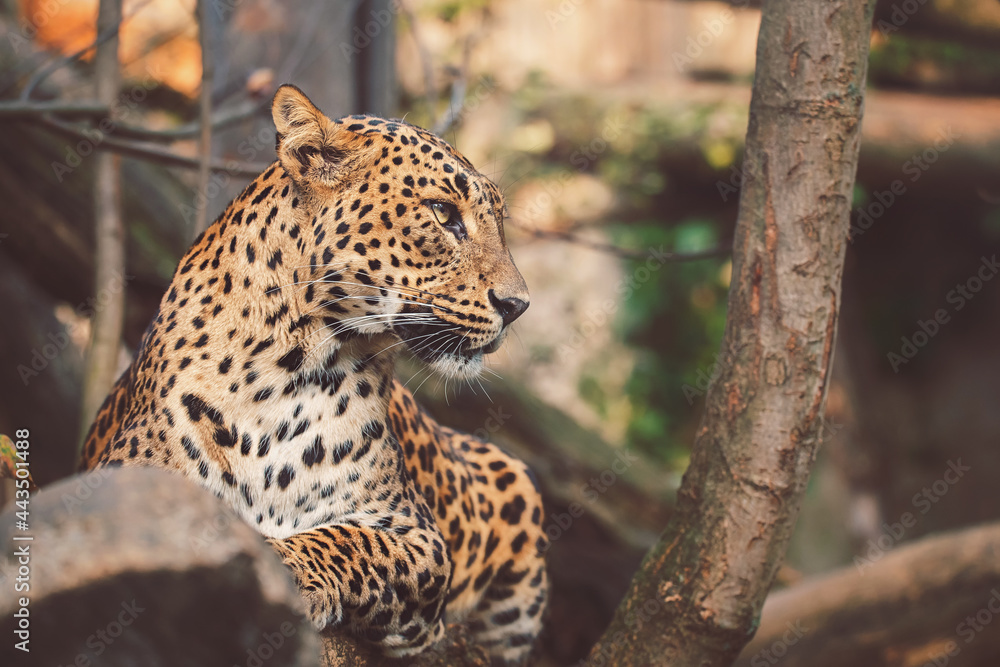 close up of ceylon leopard close up of ceylon leopard