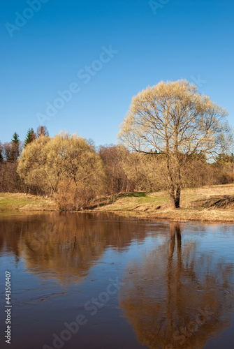 Spring landscape. River, clear blue sky and crowns of trees without leaves.
