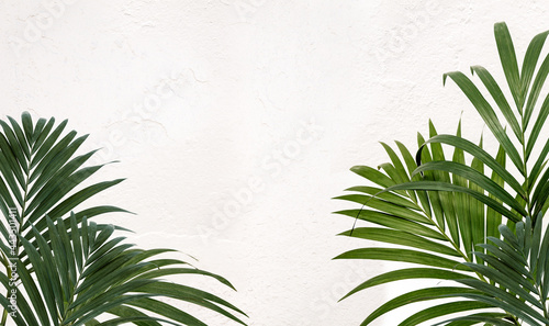 Fresh green tropical palm fronds or leaves. Kentia palm on textured white rustic wall background © Casther