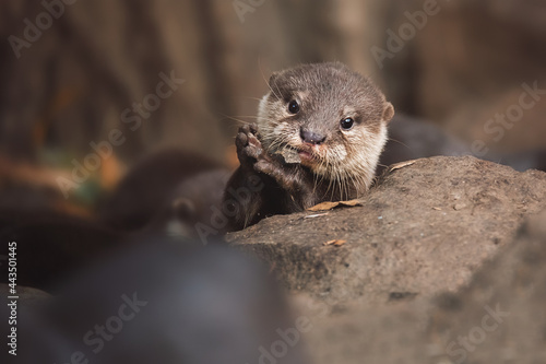 Bilde på lerret close up of a otter