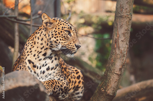 close up of  ceylon leopard © Sangur
