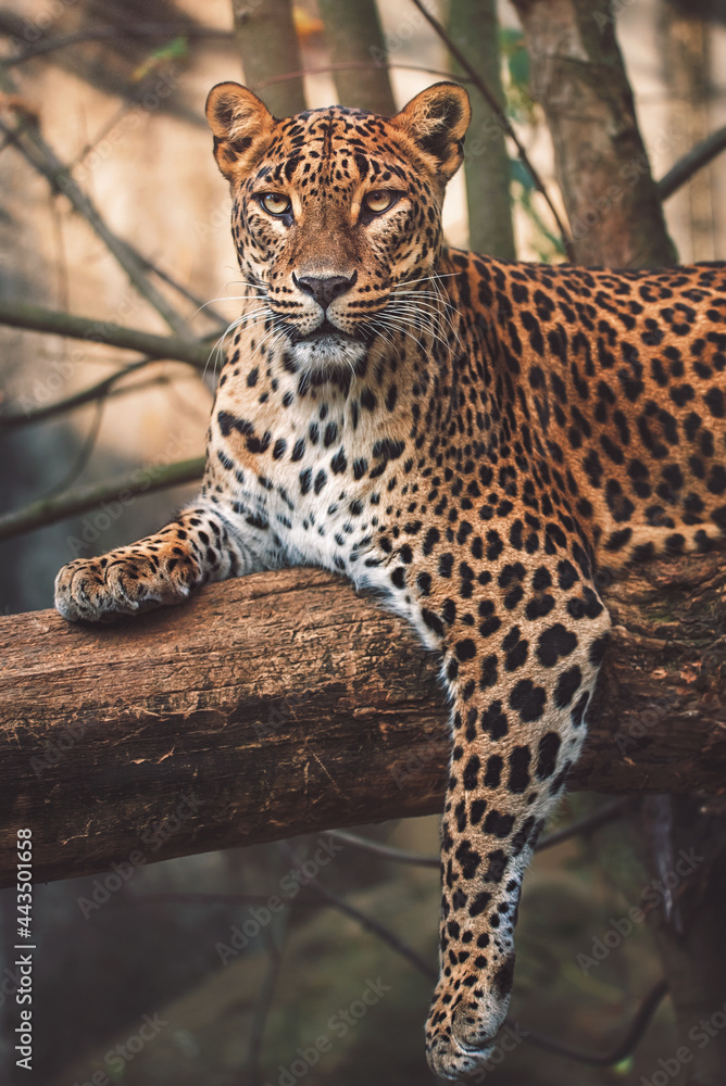 portrait of a leopard portrait of a leopard
