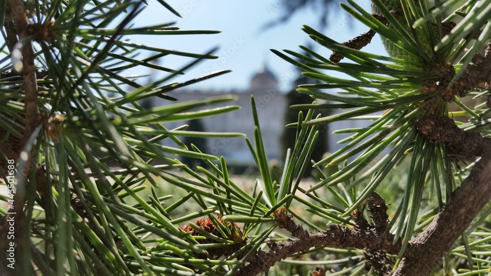 Obraz premium pine tree branches with cones