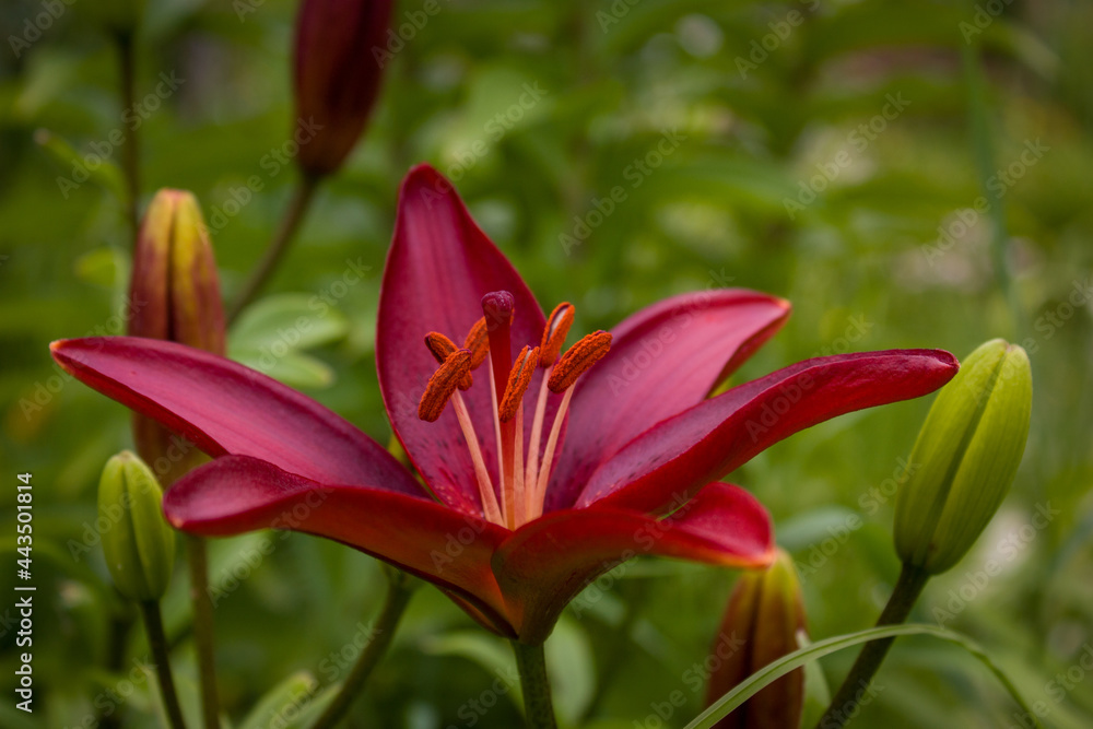Burgundy lily flower on a blurred background of garden greenery. Burgundy lily flower on a blurred background of garden greenery.