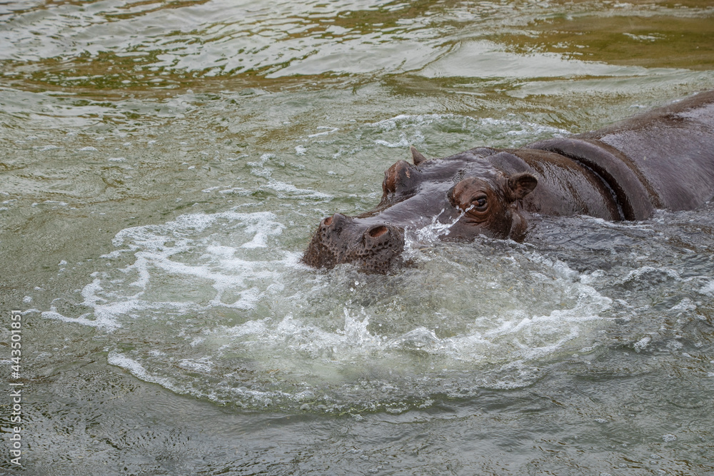 Fototapeta premium Hippopotamus of the species Hippopotamus amphibius in the water