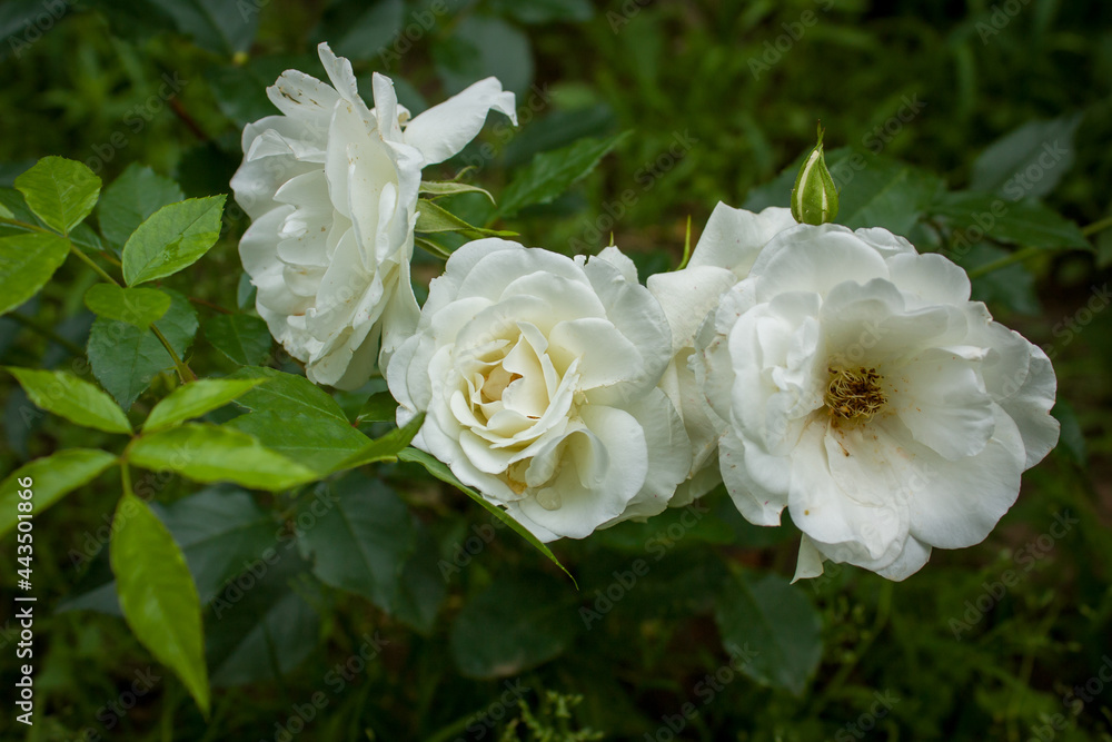 White roses with raindrops on a background of green leaves. White roses with raindrops on a background of green leaves.
